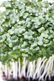 Salad Greens Prints: Cress