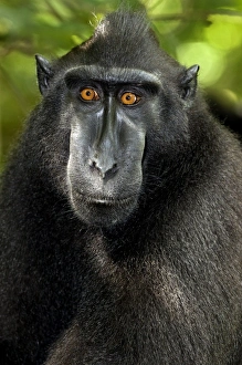 Indonesian Primate Photos Prints: Crested black macaque