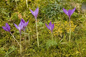 Autumn Blooming Flowers Prints: Crocus (Crocus banaticus)