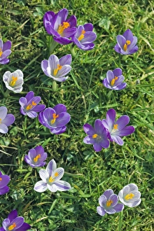 Early Spring Plants Prints: Crocus sp