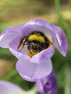 Bee And Flower Interaction Prints: Crocus tommasinianus with bee