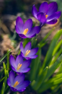 Early Spring Plants Prints: Crocuses (Crocus vernus)