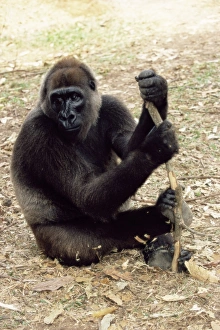 African Primate Conservation Prints: Cross river gorilla