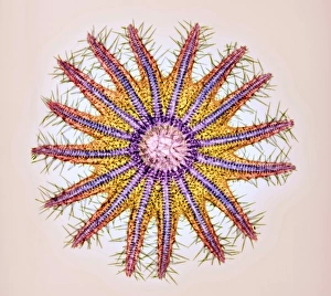 Crown-of-thorns starfish skeleton, X-ray Crown-of-thorns starfish skeleton, X-ray