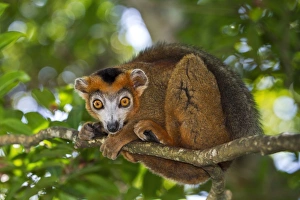 Madagascar Lemurs Prints: Crowned lemur