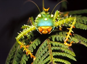 Cryptic katydid insect on a fern leaf Cryptic katydid insect on a fern leaf