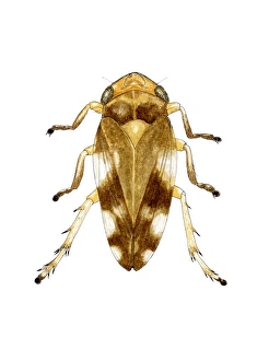 Invertebrate Biology Prints: Cuckoo spit