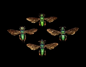 Images Dated 21st December 2012: Cuckoo wasp Print: Iridescent Chrysantheda frontalis
