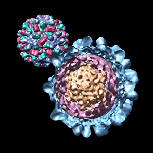 Images Dated 5th March 2008: Cucumber necrosis virus Print