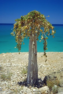 Isolated Plant Life Prints: Cucumber tree