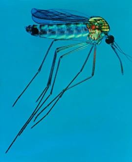 Culex sp. mosquito, light micrograph Culex sp. mosquito, light micrograph