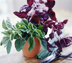 Aromatic Plant Photography Prints: Culinary herbs