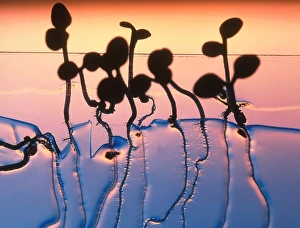 Cultured cress seedlings Cultured cress seedlings