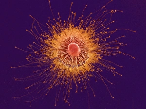 Cultured nerve cells Cultured nerve cells