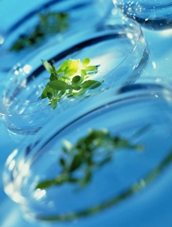 Culturing genetically engineered plant seedlings Culturing genetically engineered plant seedlings