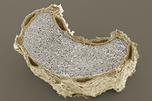 Prints of Cumin seed. Coloured scanning electron micrograph (SEM) of a cross-section through a seed from a cumin plant (Cuminum cyminum) Images Dated 2009 November: SEM Print of Cumin Seed Cross-Section