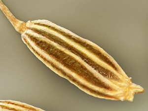 Prints of Cumin. Coloured scanning electron micrograph (SEM) of a dried cumin (Cuminum cyminum) fruit pod. The fruit pods are sometimes referred to as seeds Images Dated 2009 January: SEM Print of Dried Cumin Fruit Pod