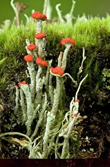 Images Dated 24th January 2014: Cup lichen (Cladonia floerkeana)