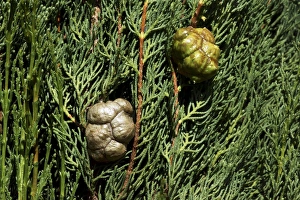 Images Dated 19th June 2013: Italian Cypress Print: Cones