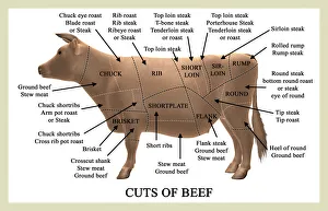Beef Cuts Print