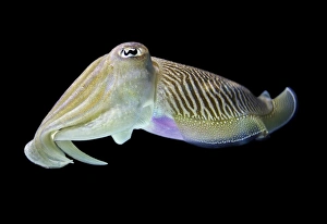 Cuttlefish Underwater Prints: Cuttlefish