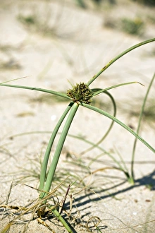 Algarve Landscape Photography Prints: Cyperus capitatus