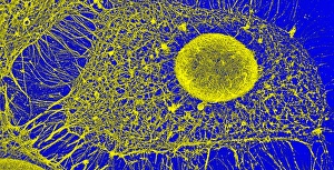 Images Dated 11th July 2011: SEM Print of Human Skin Cell Cytoskeleton