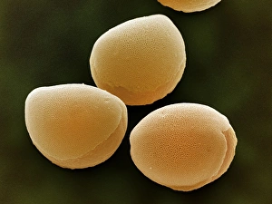 Prints of Daffodil pollen grains. Coloured scanning electron micrograph (SEM) of pollen grains from a daffodil flower (Narcissus pseudonarcissus) Images Dated 2007 June: High-resolution SEM print of daffodil pollen grains