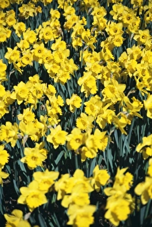 Garden Flowers UK Prints: Daffodils