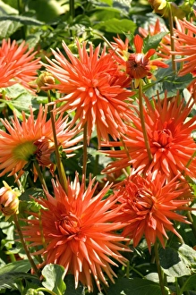 Dahlia Flowers Prints: Dahlia Banker