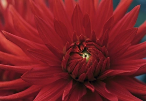 Dahlia Bergers Record flower Dahlia Bergers Record flower