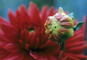 Dahlia Bergers Record flowers Dahlia Bergers Record flowers