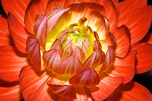 Colorful Garden Flowers Prints: Dahlia Taratahi Ruby