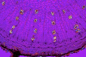 Polarised Light Micrograph Prints: Dahlia tuber, light micrograph