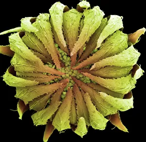Asteraceae Family Flowers Prints: Daisy bud, SEM