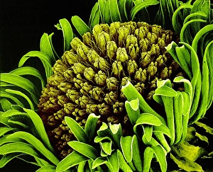 Daisy fleabane flower, SEM Daisy fleabane flower, SEM
