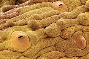 Guard Cells Function Prints: Daisy leaf surface, SEM