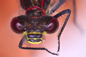 Compound Eyes Prints: Damselfly head, light micrograph C014 / 4661