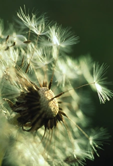 Dandelion Seeds Prints: Dandelion clock