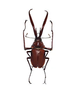 Stag Beetle Prints: Darwins beetle