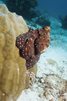 Day Octopus Hunting on a Coral Reef Print