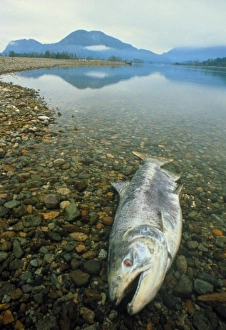 A dead chinook salmon seen shortly after spawning A dead chinook salmon seen shortly after spawning