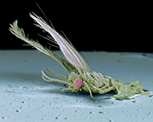 Prints of Dead fly. Coloured scanning electron micrograph (SEM) of an unidentified fly (order Diptera) that has been killed by impact with a car headlamp Images Dated 2006 September: Dead Fly SEM Print