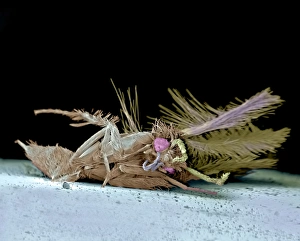 Prints of Dead moth. Coloured scanning electron micrograph (SEM) of an unidentified moth (order Lepidoptera) that has been killed by impact with a car headlamp Images Dated 2006 September: Print of Dead moth, SEM