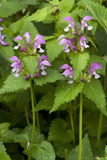 Lamium Maculatum Prints: Deadnettle (Lamium maculatum)