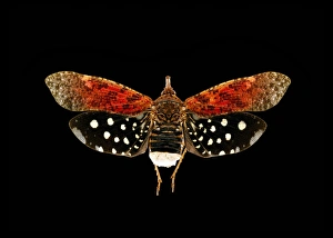 Hawk Moth Species Prints: Death s-head hawk moth