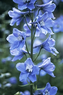 Delphinium (Delphinium Belladonna group) Delphinium (Delphinium Belladonna group)