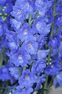 Prints of Delphinium (Delphinium Blue Indulgence ) flowers Botanical Prints: Delphinium Blue Indulgence Print