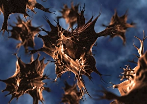 Immune System Cells Prints: Dendritic cell, computer artwork