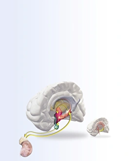 Computer artwork of a human brain and kidney showing hormonal pathways
